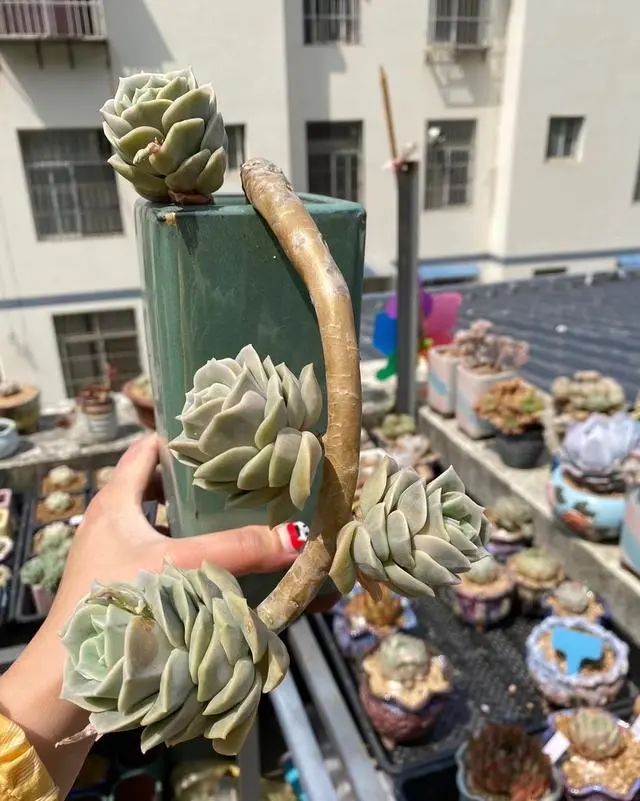 多肉植物可愛玫瑰_好看玫瑰可愛種多肉好嗎_多肉可愛玫瑰怎樣種才好看
