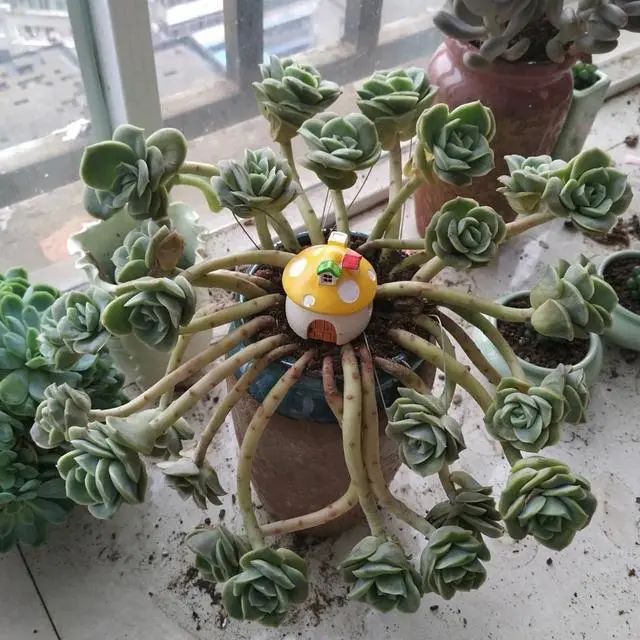 多肉植物可愛玫瑰_多肉可愛玫瑰怎樣種才好看_好看玫瑰可愛種多肉好嗎