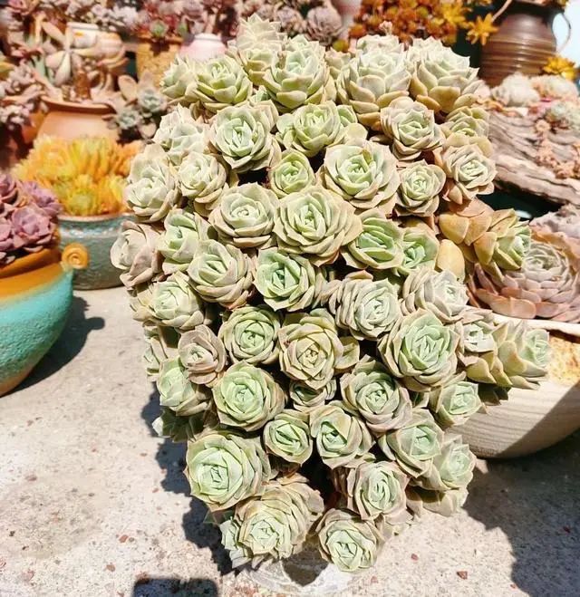多肉植物可愛玫瑰_多肉可愛玫瑰怎樣種才好看_好看玫瑰可愛種多肉好嗎