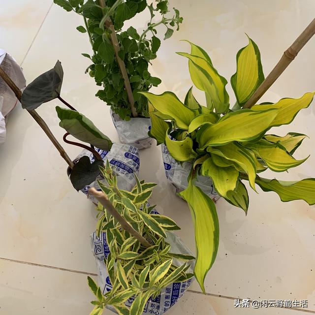 多肉花怎么移栽_多肉花苗怎么移栽_多肉移植到花盆里多久澆水