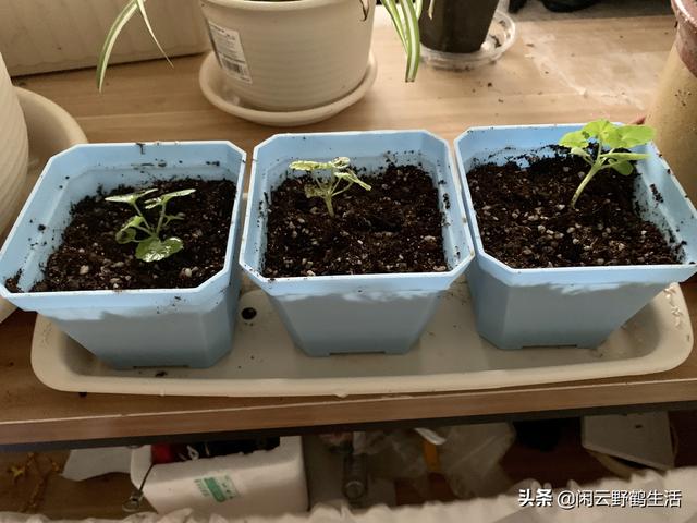 多肉花苗怎么移栽_多肉花怎么移栽_多肉移植到花盆里多久澆水