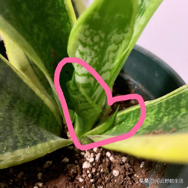 多肉花怎么移栽_多肉花苗怎么移栽_多肉移植到花盆里多久澆水