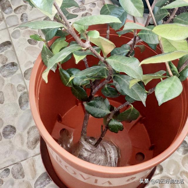 多肉花苗怎么移栽_多肉移植到花盆里多久澆水_多肉花怎么移栽