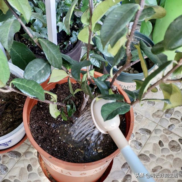 多肉移植到花盆里多久澆水_多肉花怎么移栽_多肉花苗怎么移栽