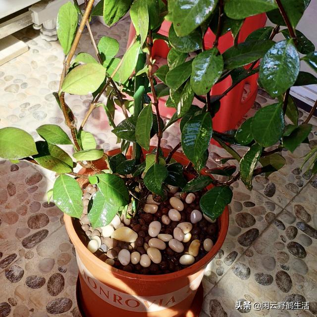 多肉花怎么移栽_多肉花苗怎么移栽_多肉移植到花盆里多久澆水