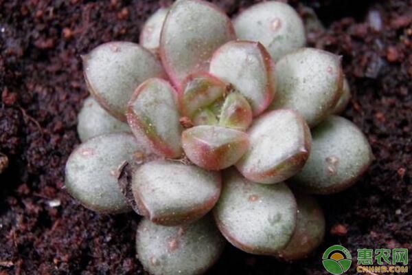 植物多肉的圖片_多肉植物哪些_植物多肉作文300字優秀