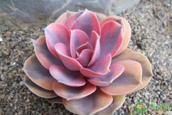 多肉植物哪些_植物多肉的圖片_植物多肉作文300字優秀