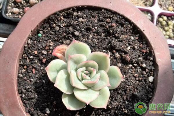 植物多肉作文300字優秀_多肉植物哪些_植物多肉的圖片