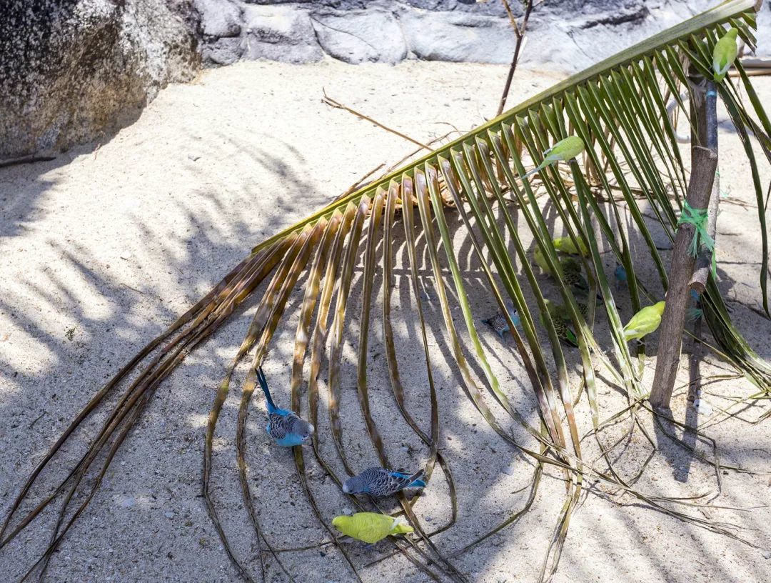 呆呆島游泳_呆呆島游記_呆呆島游玩攻略